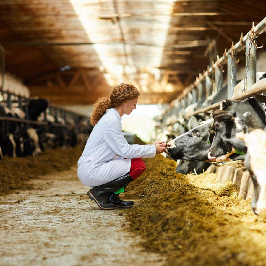 caring for livestock