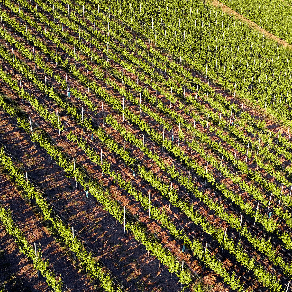 Crops