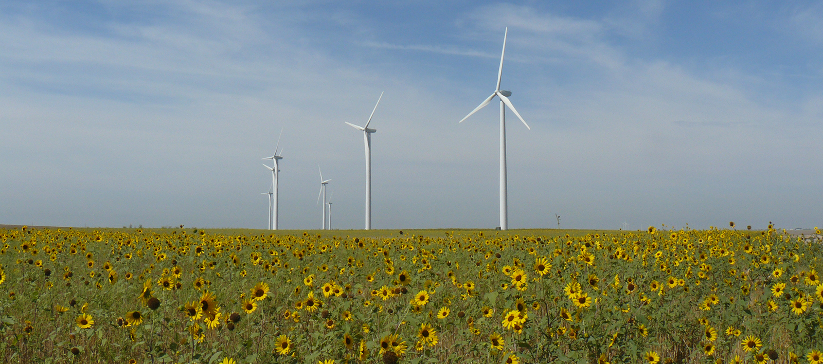 Wind Turbines in a field of sunflowers are maintained and repaired by graduates on Northeastern's Wind Technology program.