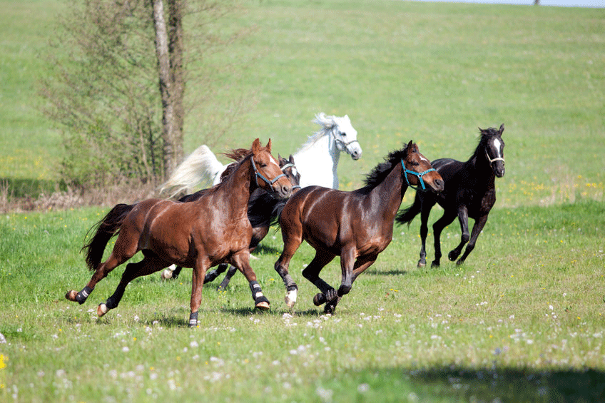 Horses running through meadow