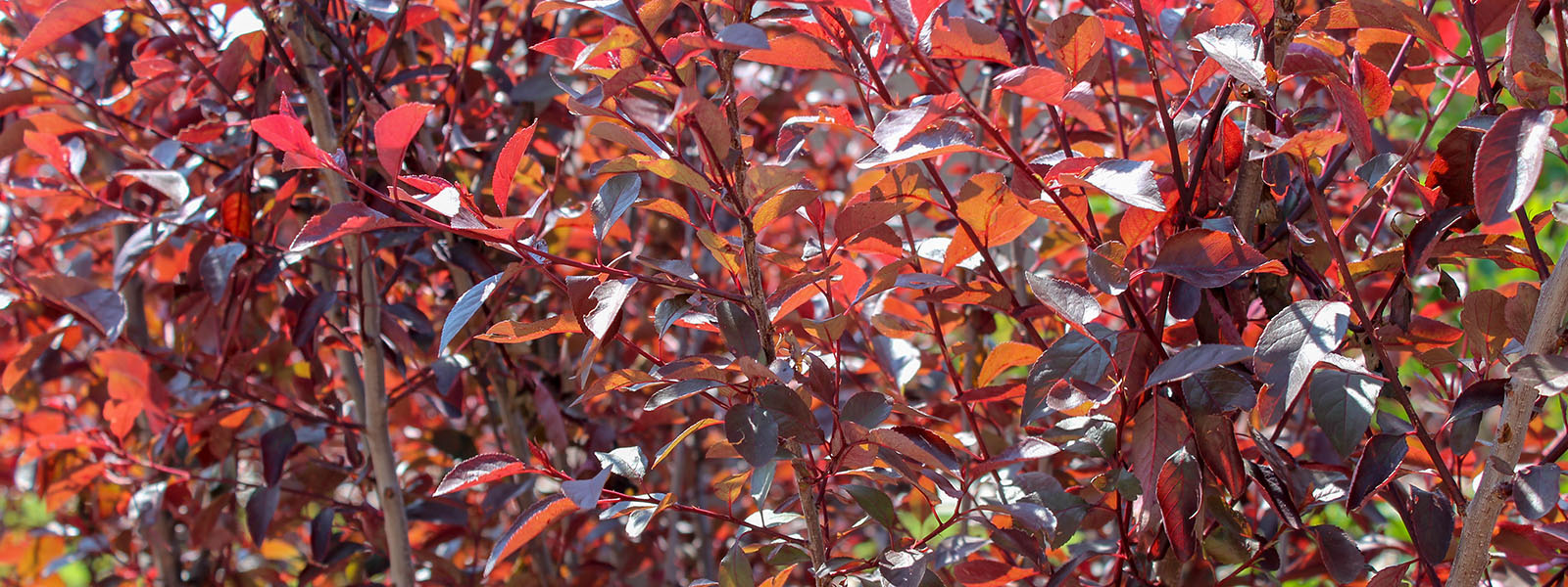 Leaf Texture