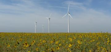 Wind Turbines in a field of sunflowers are maintained and repaired by graduates on Northeastern's Wind Technology program.