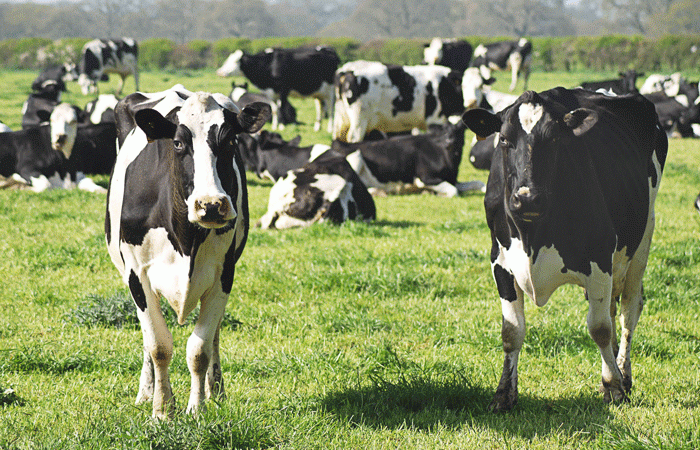 dairy cows in a green field of grass