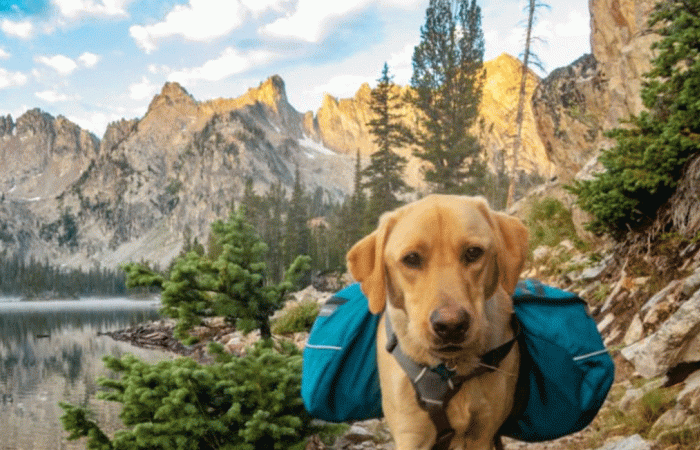 golden Labrador dog wearing a backpack walking on a trail next to water with mountains in the background, 