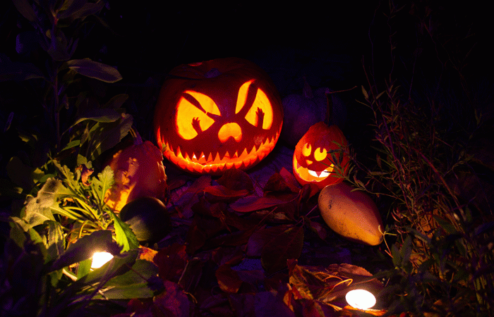 lit up jack-o-lanterns