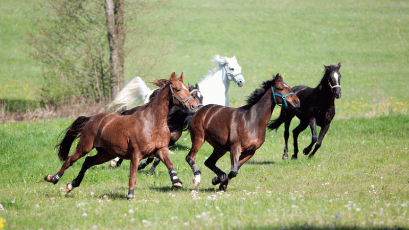 Horses running through meadow